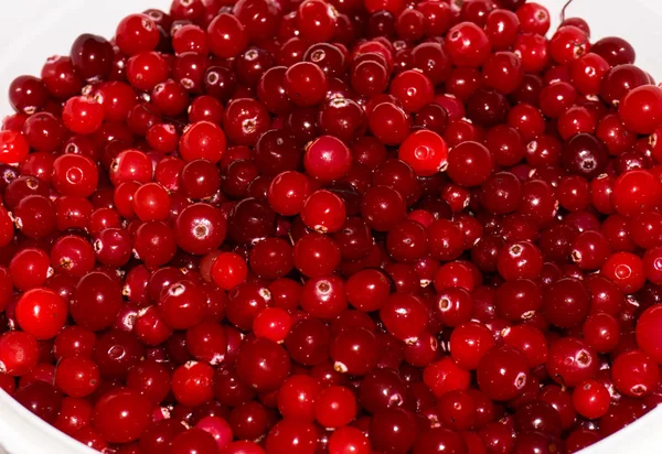 红色的成熟 cranberries.view 背景 — 图库照片