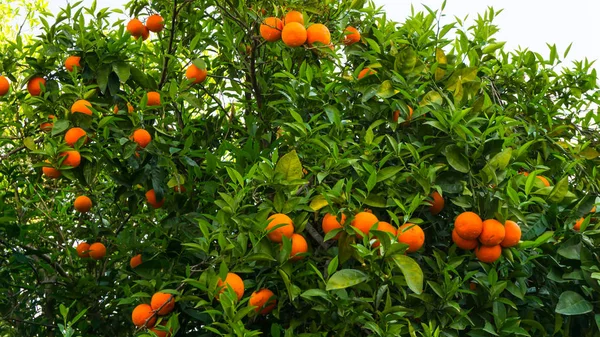 Апельсиновое плоды сада — стоковое фото