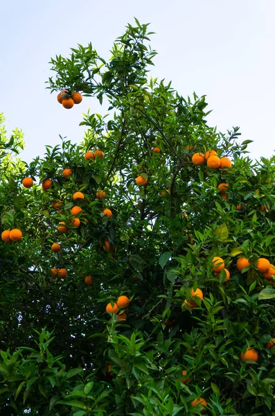 Oranje boom. vrucht van de tuin Stockfoto