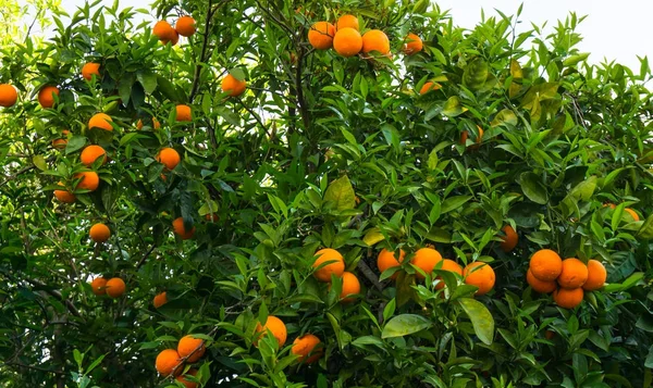 Orange tree. frukten av trädgård — Stockfoto