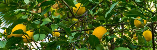 Ώριμα λεμόνια κρέμονται πάνω σε δέντρο — Φωτογραφία Αρχείου