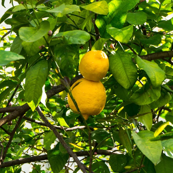 Citrons mûrs accrochés à l'arbre — Photo