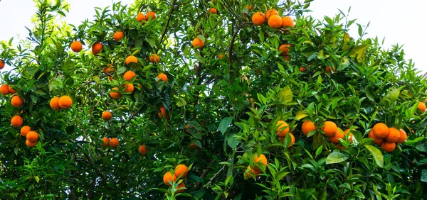 Oranger. fruits du jardin — Photo