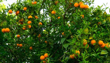 portakal ağacı. meyve bahçesi