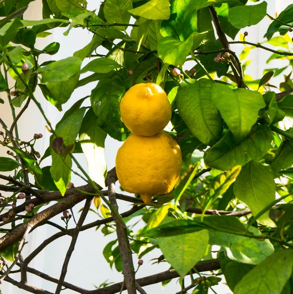 Limões maduros pendurados na árvore — Fotografia de Stock
