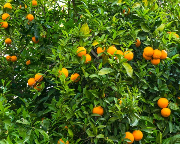 オレンジの木。庭の果実 — ストック写真