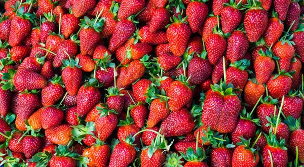 Kırmızı çilek. arka plan duvar kağıdı