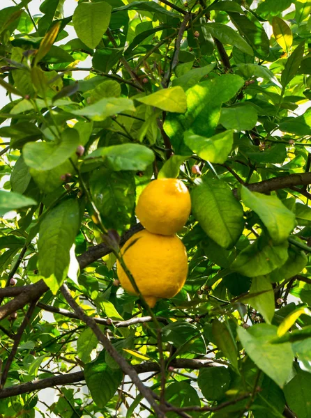 Citrons mûrs accrochés à l'arbre — Photo