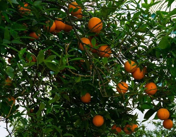 Πορτοκαλί δέντρο. φρούτα του κήπου — Φωτογραφία Αρχείου