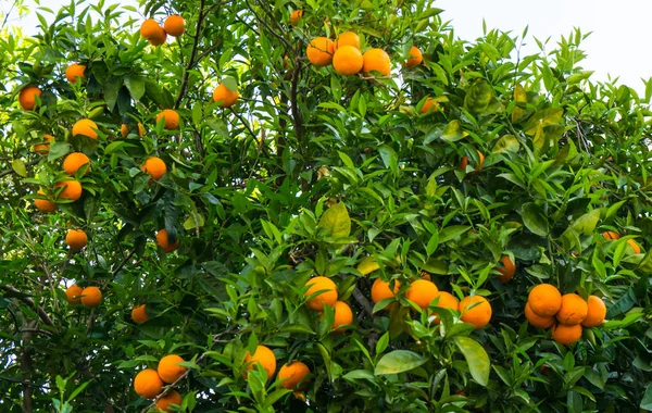 Orange tree. frukten av trädgård — Stockfoto