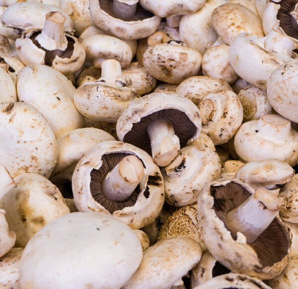 mushroom champignon. food background