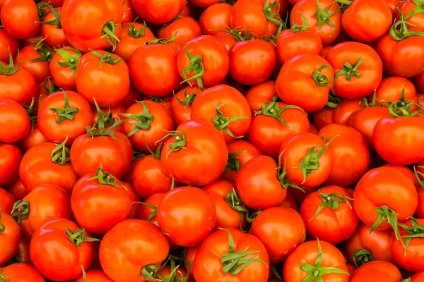 Bir grup kırmızı domates. — Stok fotoğraf