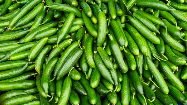 Pepinos frescos. antecedentes alimentarios —  Fotos de Stock