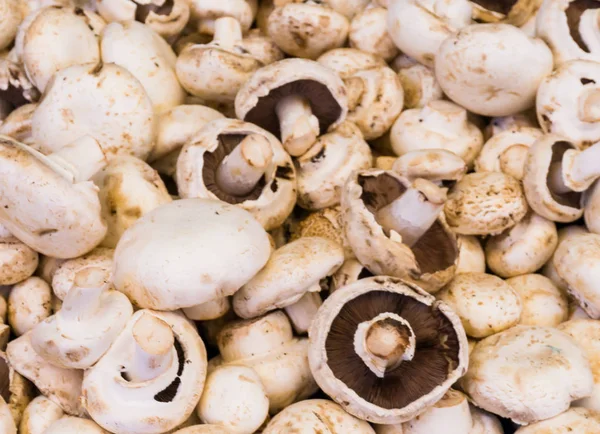 Champignon ai funghi. sfondo cibo — Foto Stock
