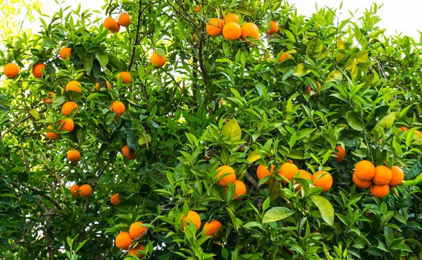 Orange tree. frukten av trädgård — Stockfoto