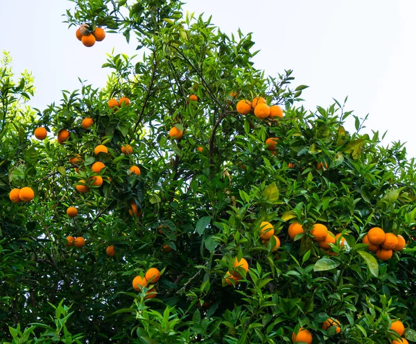 Oranger. fruits du jardin — Photo