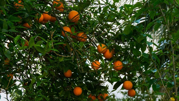 Laranjeira. fruto de jardim — Fotografia de Stock