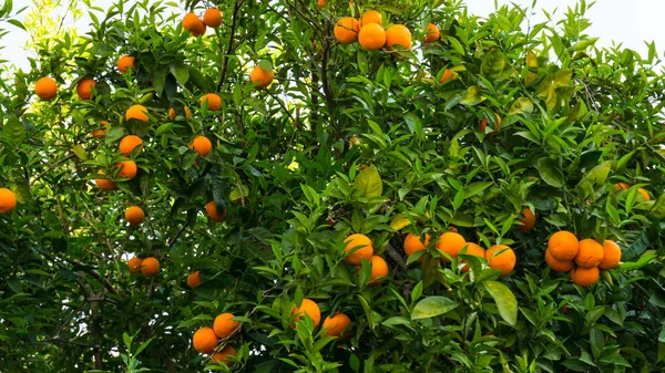Orange tree. frukten av trädgård — Stockfoto