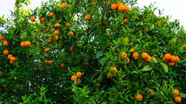 Portakal ağacı. meyve bahçesi — Stok fotoğraf
