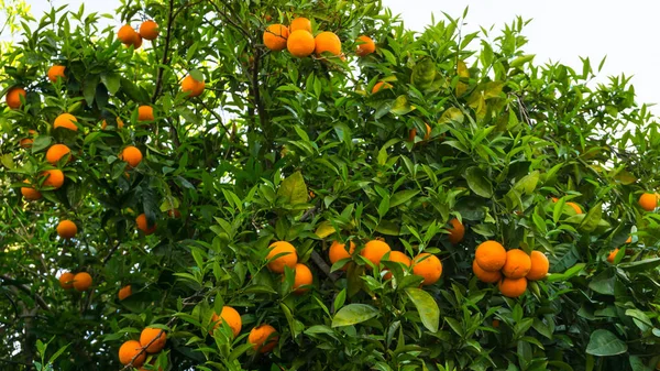 Appelsiini puu. puutarhan hedelmät — kuvapankkivalokuva
