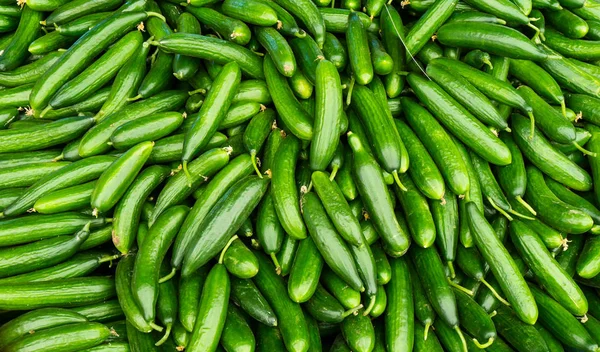 Fresh cucumbers. food background — Stock Photo, Image