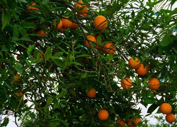 Orange tree. frukten av trädgård — Stockfoto