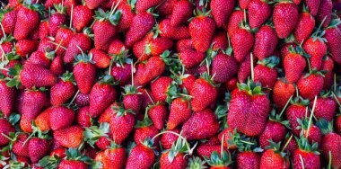 Kırmızı çilek. arka plan duvar kağıdı