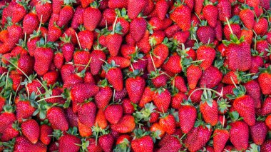 Kırmızı çilek. arka plan duvar kağıdı