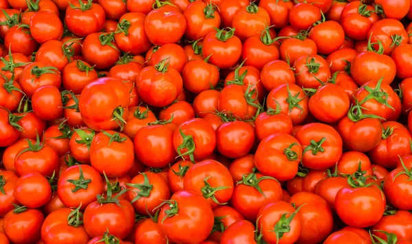 Bir grup kırmızı domates. — Stok fotoğraf