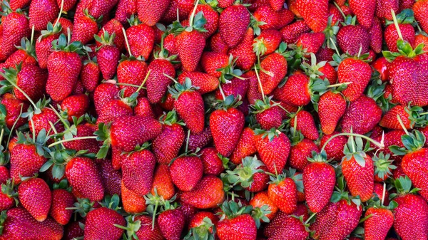 Fresa roja. alimentos de fondo — Foto de Stock