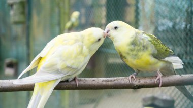 muhabbet kuşu kuşlar. papağan. muhabbet kuşu