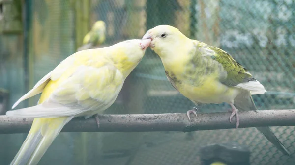 Pájaros periquitos. loros. periquito — Foto de Stock