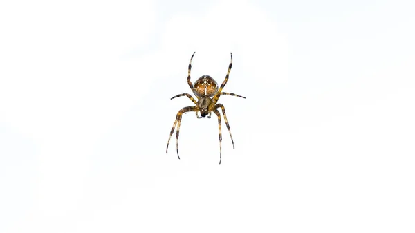 Aranha isolada no fundo branco — Fotografia de Stock