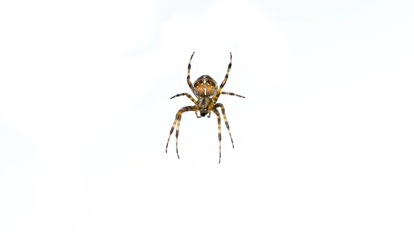 Spider isolated on white background — Stock Photo, Image