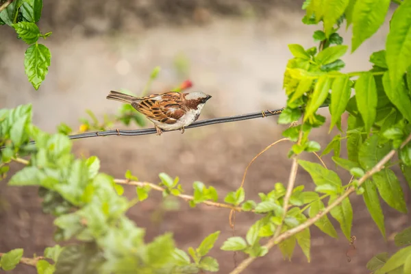 A house sparrow is perched on a wire in trees