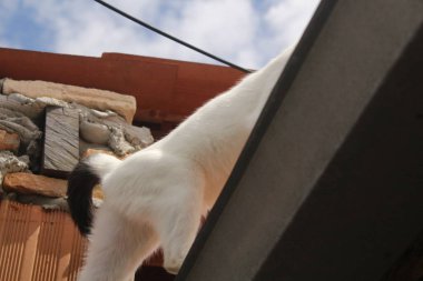 Çitteki komik beyaz kedi.