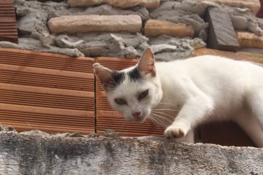 Çitteki komik beyaz kedi.