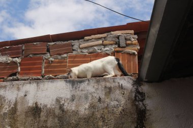 Çitteki komik beyaz kedi.