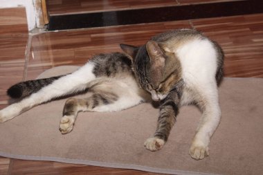 Yeşil gözlü komik kedi portresi.