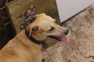 Boş alanda oynayan komik köpeklerin portresi.