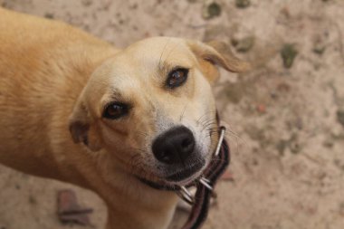 Boş alanda oynayan komik köpeklerin portresi.