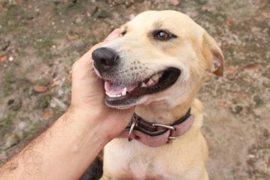 Boş alanda oynayan komik köpeklerin portresi.