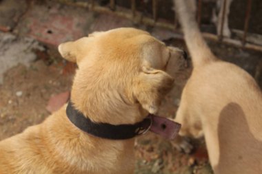 Boş alanda oynayan komik köpeklerin portresi.