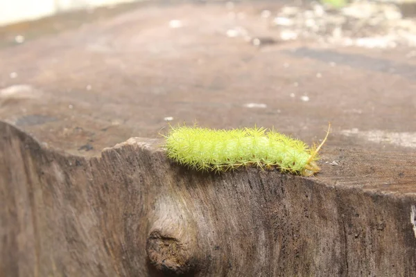 Caterpillar Walking Tree Trunk — Stock Photo, Image