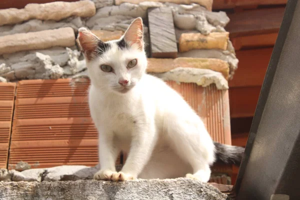 Gato Blanco Divertido Valla — Foto de Stock