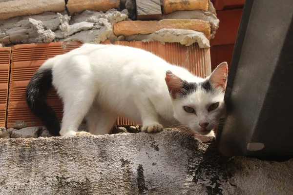 Gato Blanco Divertido Valla — Foto de Stock