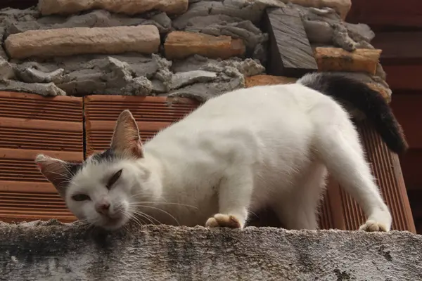 Смішний Білий Кіт Паркані — стокове фото