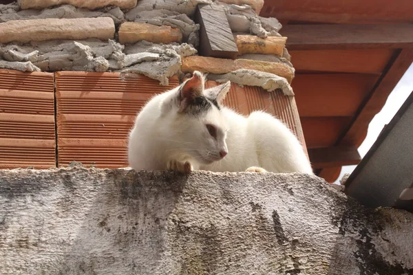 Śmieszne Biały Kot Płocie — Zdjęcie stockowe