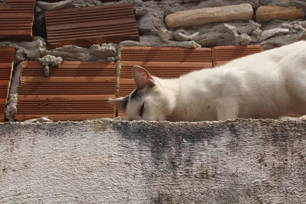 Gato Branco Engraçado Cerca — Fotografia de Stock