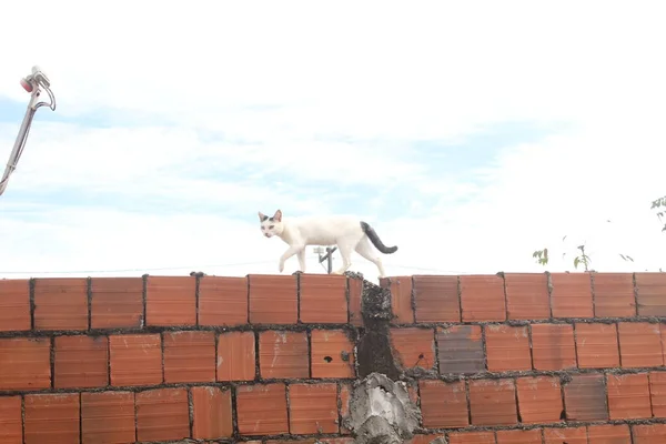 Lustige Weiße Katze Auf Dem Zaun — Stockfoto
